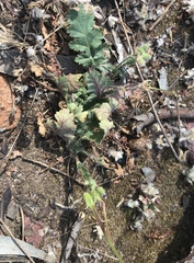 Erodium brachycarpum