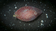 Gastropteron pacificum