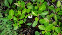 Aegiceras corniculatum