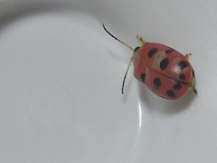 Alagoasa nigromaculata