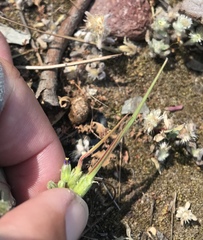 Erodium brachycarpum