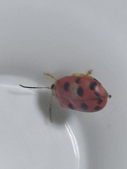 Alagoasa nigromaculata