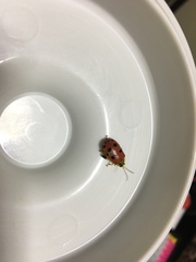 Alagoasa nigromaculata