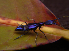 Plochionocerus