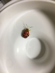 Alagoasa nigromaculata