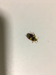 Alagoasa nigromaculata