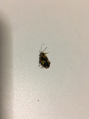 Alagoasa nigromaculata