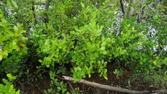 Aegiceras corniculatum