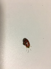 Alagoasa nigromaculata