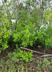 Aegiceras corniculatum