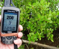 Aegiceras corniculatum