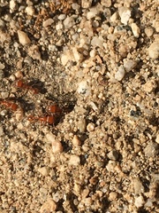 Pogonomyrmex