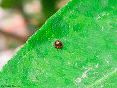 Pentilia chelsea
