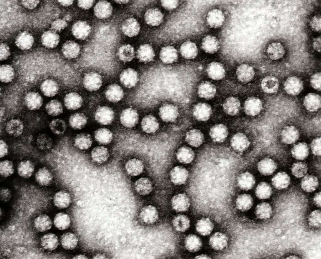 Stellavirales