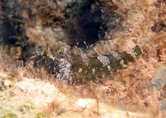 Enneapterygius philippinus