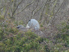 Ardea cinerea