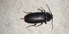 Mallodon spinibarbis