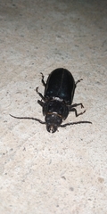 Mallodon spinibarbis