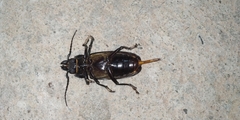 Mallodon spinibarbis