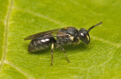 Hylaeus angustatus