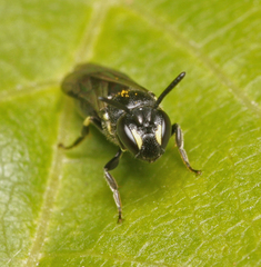 Hylaeus angustatus
