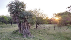 Trithrinax campestris