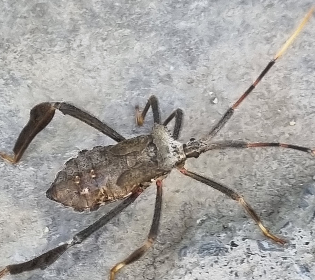 Acanthocephala alata