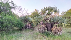 Trithrinax campestris