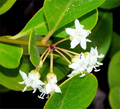 Aegiceras corniculatum