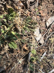 Erodium brachycarpum