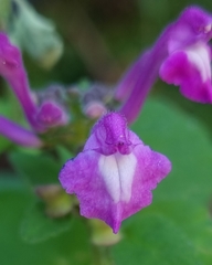 Scutellaria seleriana