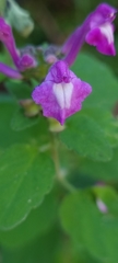 Scutellaria seleriana