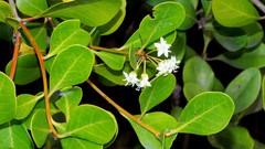 Aegiceras corniculatum