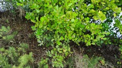 Aegiceras corniculatum