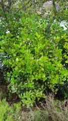 Aegiceras corniculatum