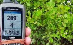 Aegiceras corniculatum