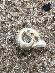 Planorbella campanulata