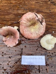 Russula phoenicea