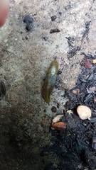 Gastropoda