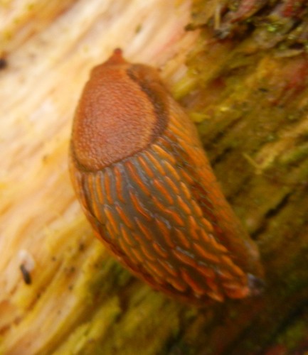 Arion flagellus