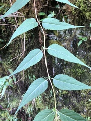 Eupatorium chinense tozanense