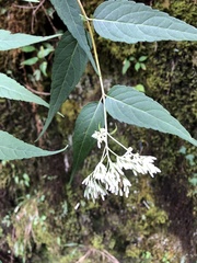 Eupatorium chinense tozanense
