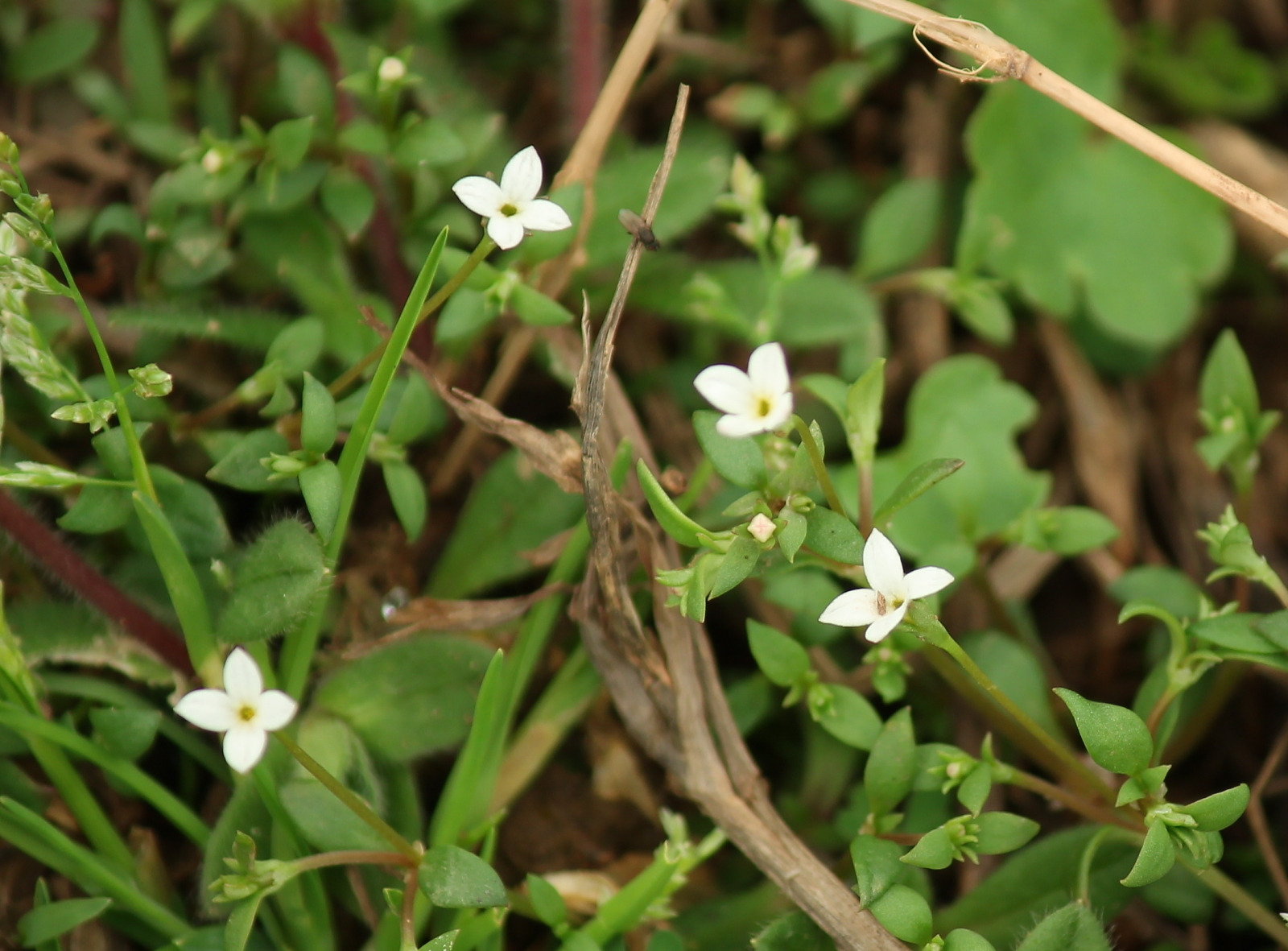 Houstonia micrantha