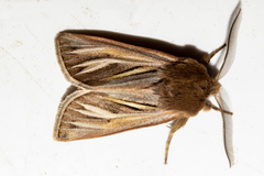 Ichneutica ceraunias