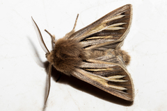 Ichneutica ceraunias
