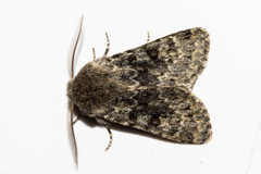 Ichneutica cana