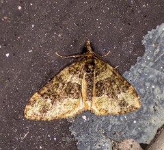 Apithecia viridata