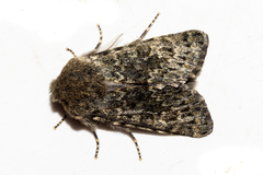 Ichneutica cana