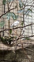 Leucopsar rothschildi