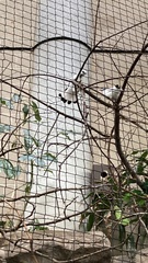 Leucopsar rothschildi